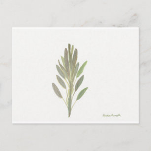 Sage herb botanical plant art print postcard