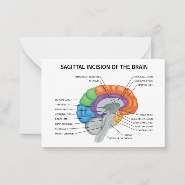  Sagittal Incision of the brain  Card (Front)
