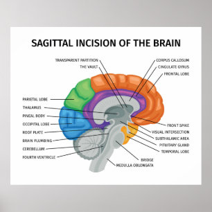 Sagittal Incision of the brain  Poster