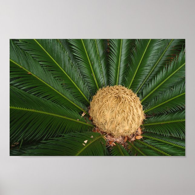Sago Palm Canvas or Poster (Front)