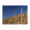Saguaro cacti and Tucson Mountains, Tucson