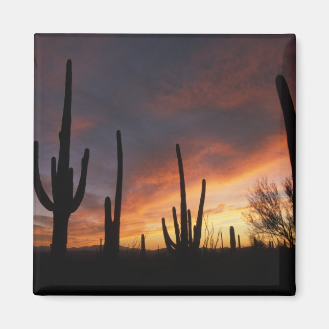 saguaro cacti, Carnegiea gigantea, after Magnet (Front)