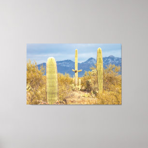 Saguaro Cacti in Desert Landscape Canvas Print
