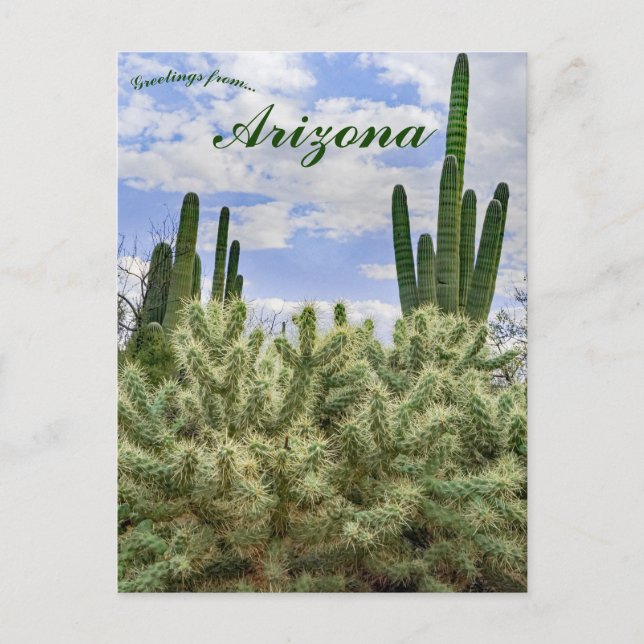 Saguaro Cacti in Tucson Arizona Postcard (Front)