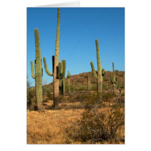 Saguaro cactus