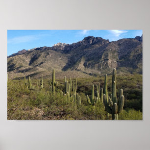 Saguaro Cactus and Catalina Mountains, Tucson AZ Poster