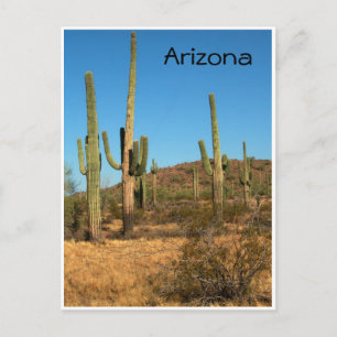 Saguaro cactus, Arizona - postcard