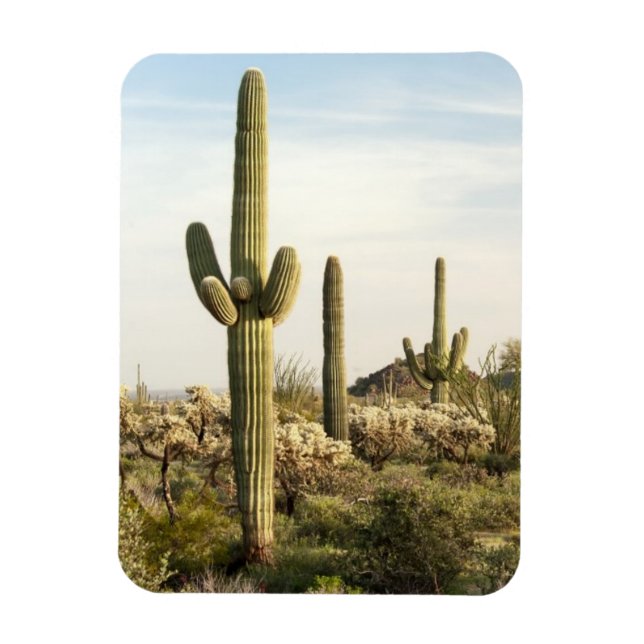 Saguaro Cactus, Arizona,USA Magnet (Vertical)