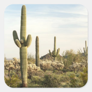 Saguaro Cactus, Arizona,USA Square Sticker