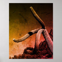 Saguaro Cactus Art Photograph in Rustic Style