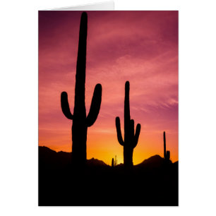Saguaro cactus at sunrise, Arizona