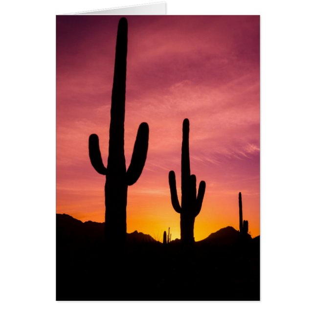 Saguaro cactus at sunrise, Arizona (Front)