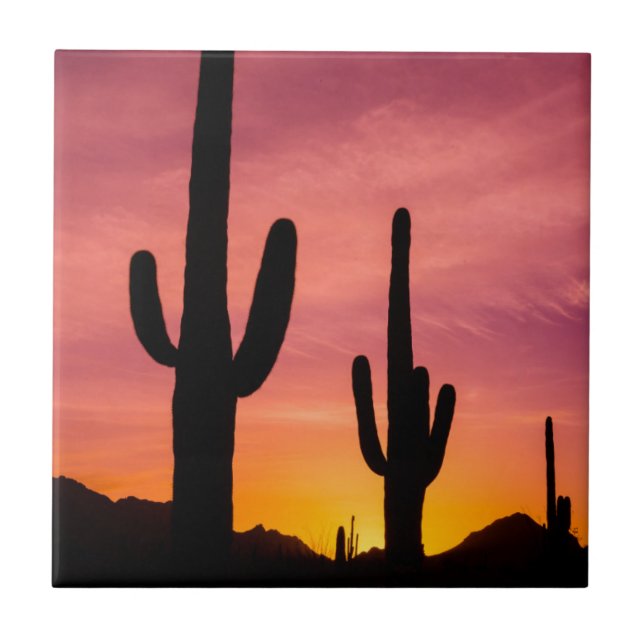 Saguaro cactus at sunrise, Arizona Tile (Front)