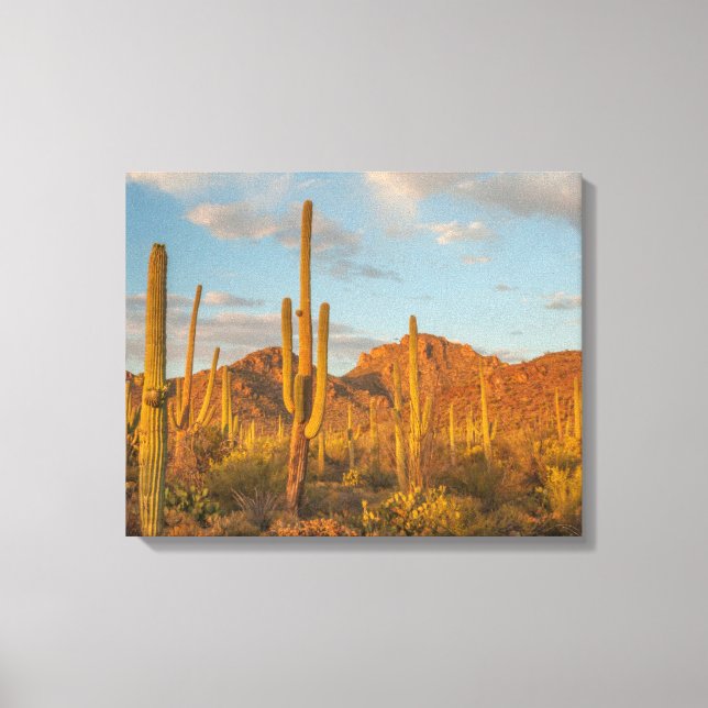Saguaro cactus at sunset, Arizona Canvas Print (Front)
