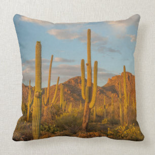 Saguaro cactus at sunset, Arizona Cushion