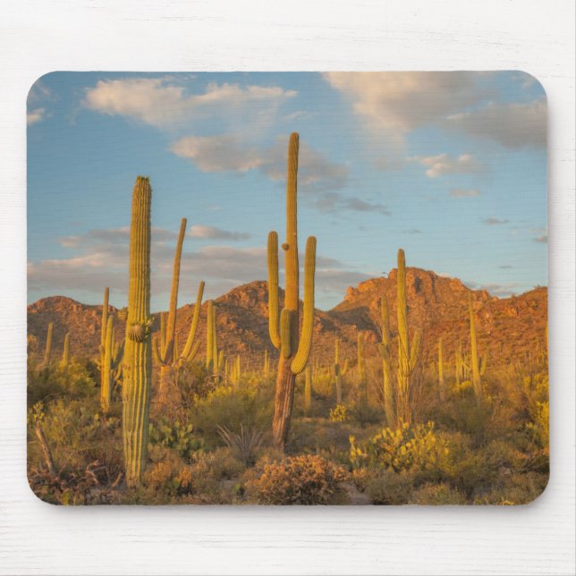 Saguaro cactus at sunset, Arizona Mouse Pad (Front)
