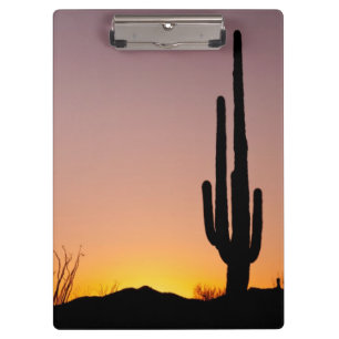 Saguaro Cactus at Sunset Clipboard