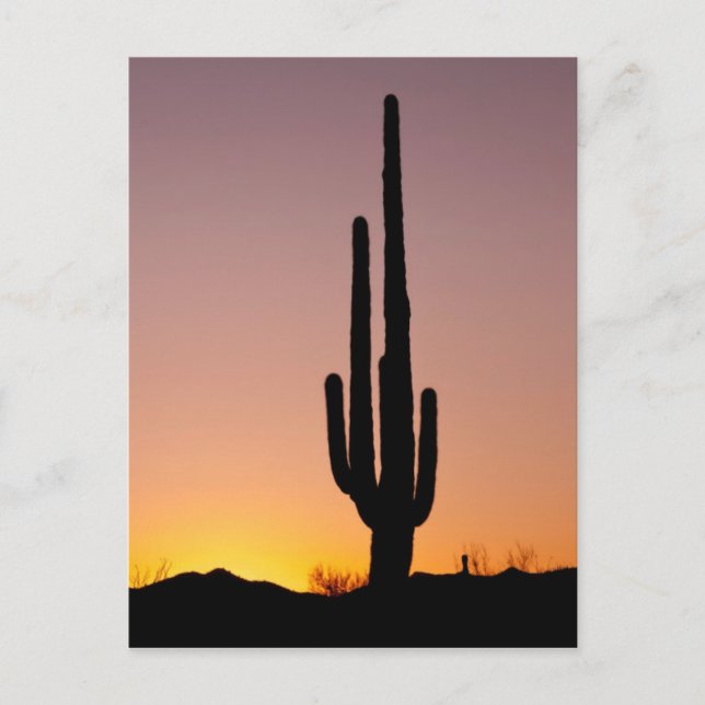 Saguaro Cactus at Sunset Postcard (Front)