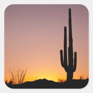 Saguaro Cactus at Sunset Square Sticker