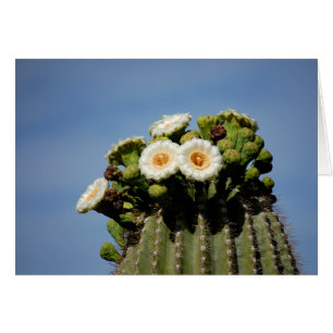 Saguaro Cactus Blossoms