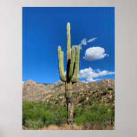 Saguaro Cactus Blue Skies Arizona Photo
