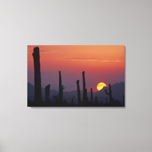 Saguaro Cactus Carnegiea gigantea), Sunset, Canvas Print