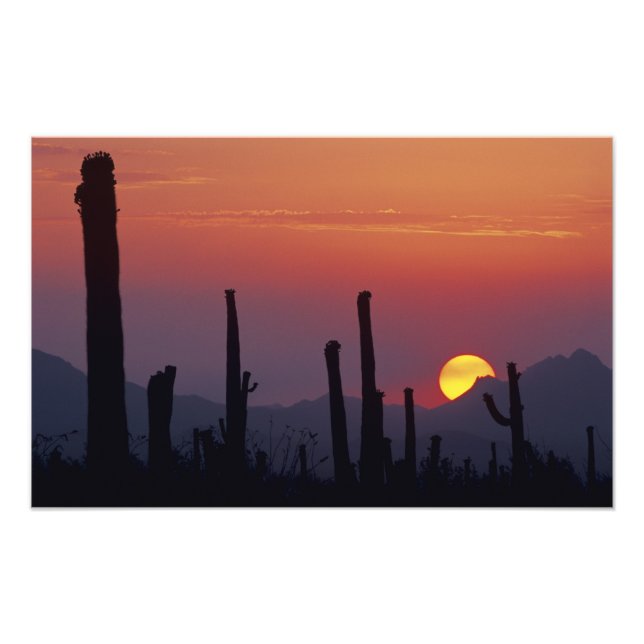 Saguaro Cactus Carnegiea gigantea), Sunset, Photo Print (Front)