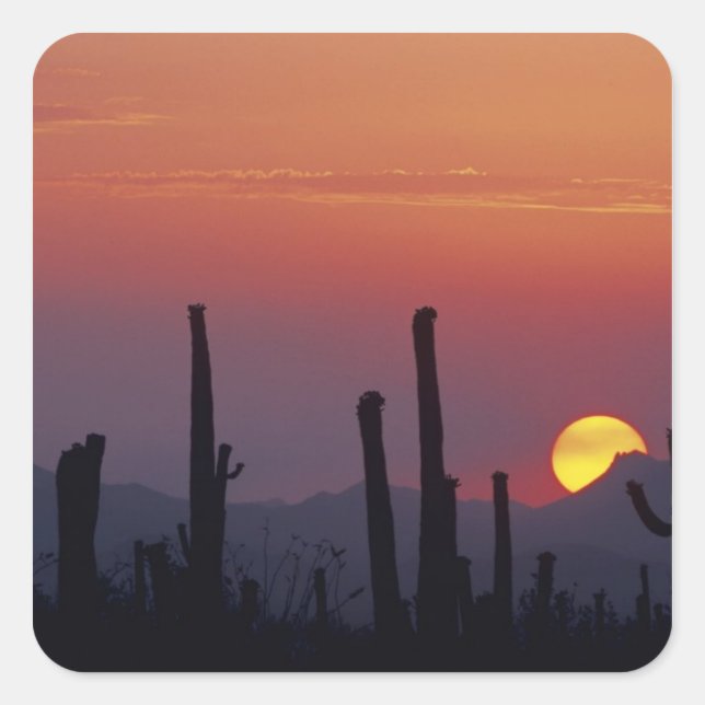 Saguaro Cactus Carnegiea gigantea), Sunset, Square Sticker (Front)