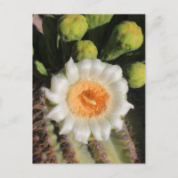 Saguaro Cactus Flower