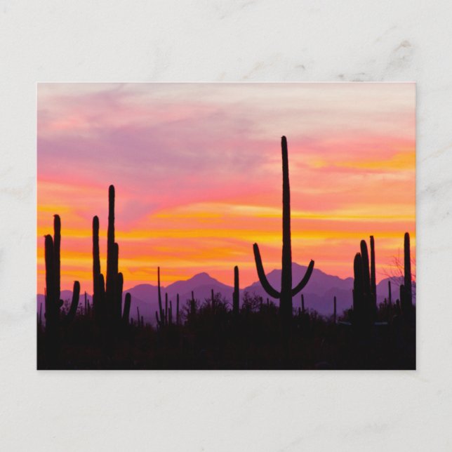 Saguaro Cactus Forest at Sunset Postcard (Front)