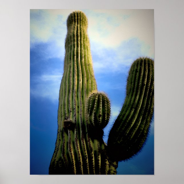 Saguaro Cactus High  Postcard Poster (Front)