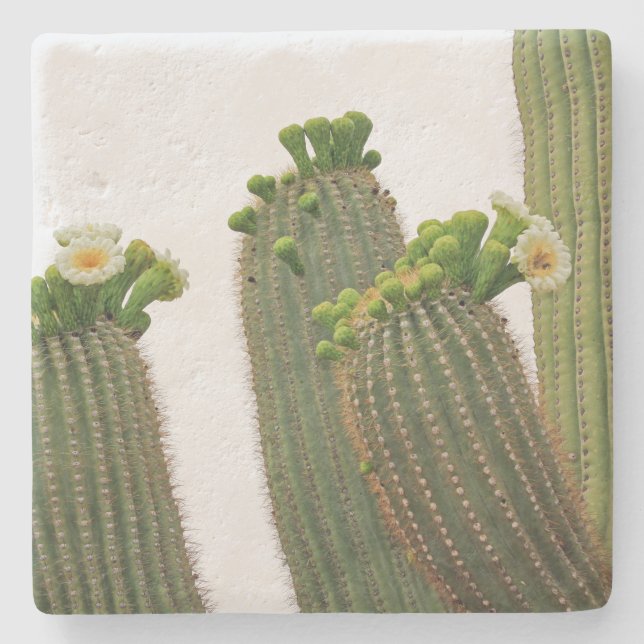 Saguaro Cactus in Arizona, square stone coaster (Front)