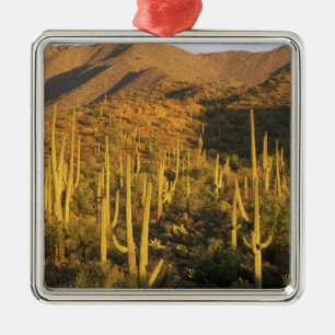 Saguaro cactus in Saguaro National Park near Metal Tree Decoration