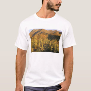 Saguaro cactus in Saguaro National Park near T-Shirt