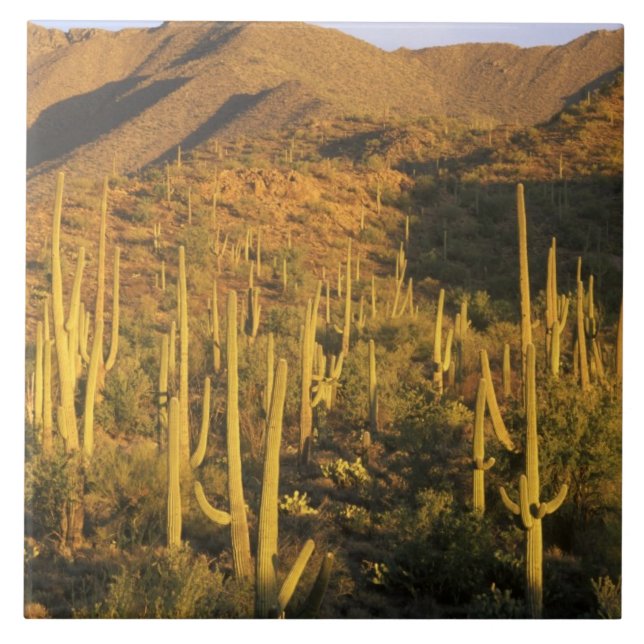 Saguaro cactus in Saguaro National Park near Tile (Front)