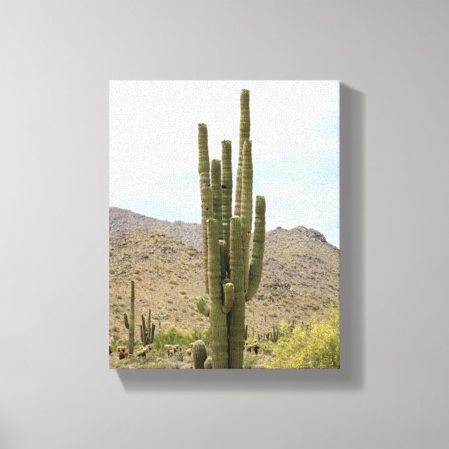 Saguaro Cactus in the Arizona Desert Colour 8x10 Canvas Print (Front)