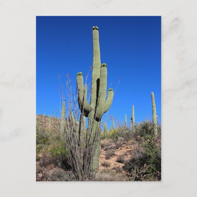 Saguaro Cactus No 1 Postcard (Front)