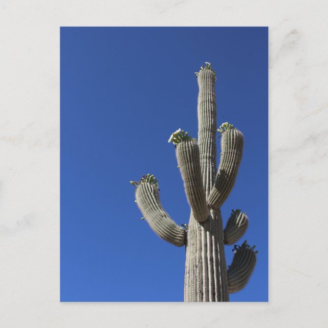 Saguaro Cactus No 4 Postcard (Front)