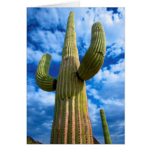 Saguaro cactus portrait, Arizona