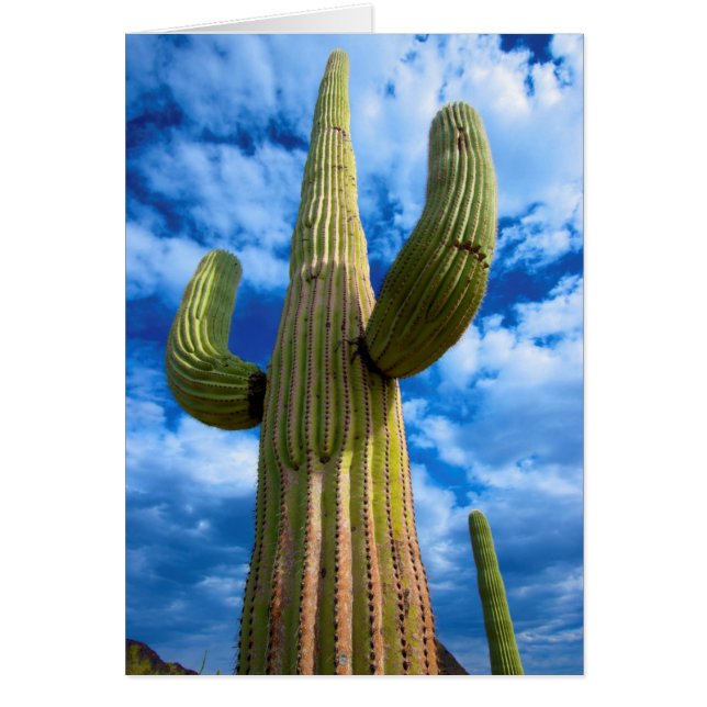 Saguaro cactus portrait, Arizona (Front)