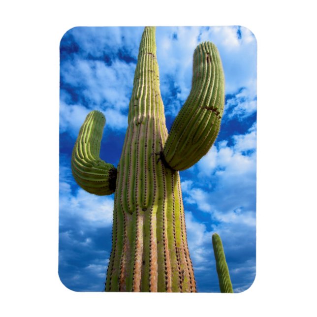 Saguaro cactus portrait, Arizona Magnet (Vertical)