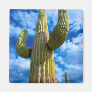 Saguaro cactus portrait, Arizona Magnet