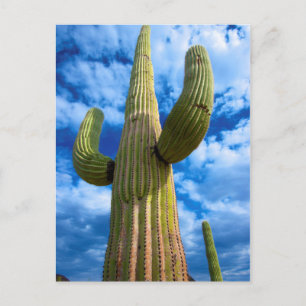 Saguaro cactus portrait, Arizona Postcard