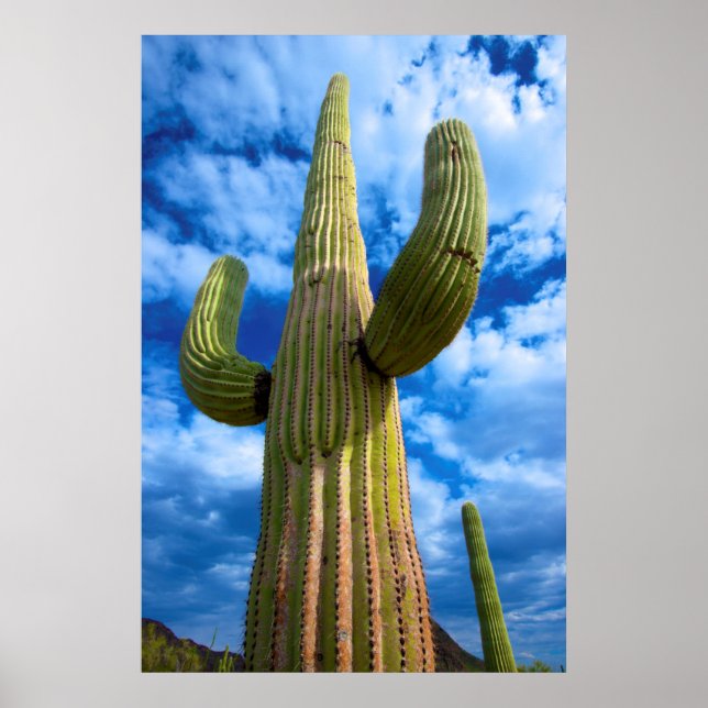 Saguaro cactus portrait, Arizona Poster (Front)