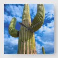 Saguaro cactus portrait, Arizona