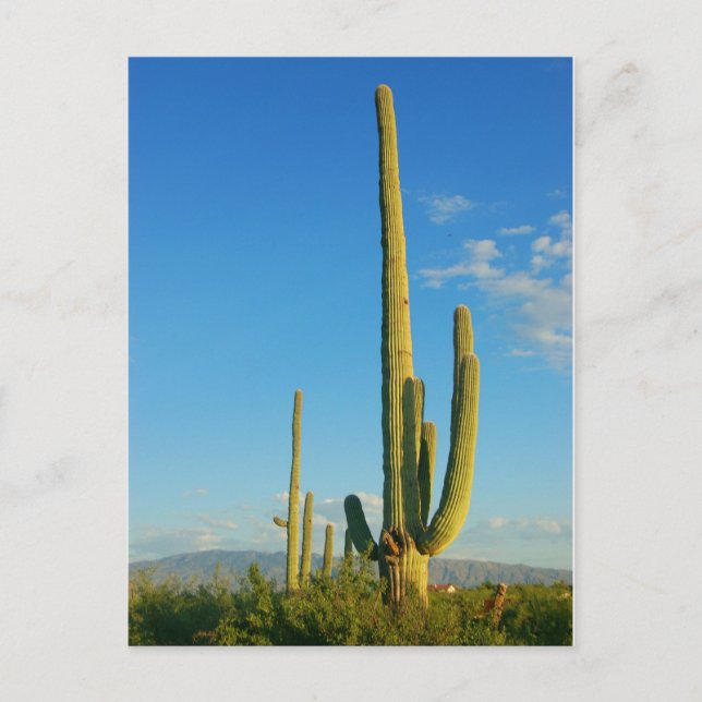 Saguaro Cactus Postcard (Front)