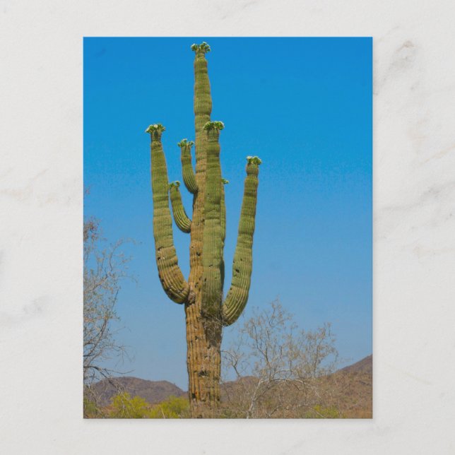 Saguaro Cactus Postcard (Front)