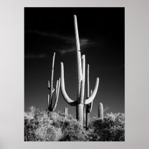 Saguaro Cactus Poster