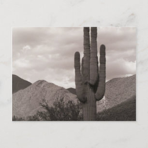 Saguaro Cactus Sonoran Desert B&W Photo Postcard