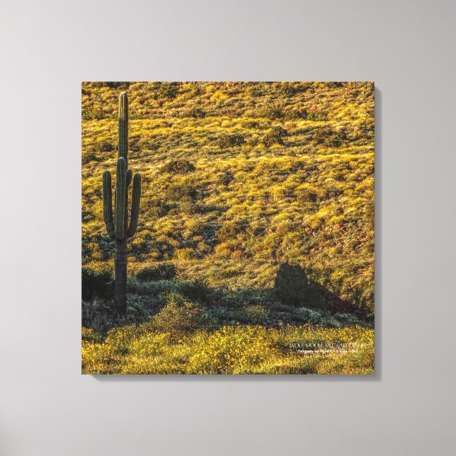 Saguaro Cactus Sonoran Desert In Springtime 24x24 Canvas Print (Front)